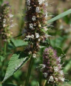 Nettle leaf 1 kilo