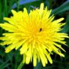 Dandelion root 500 gram