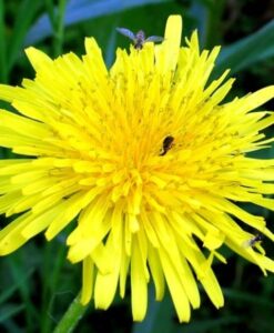 Dandelion root 500 gram